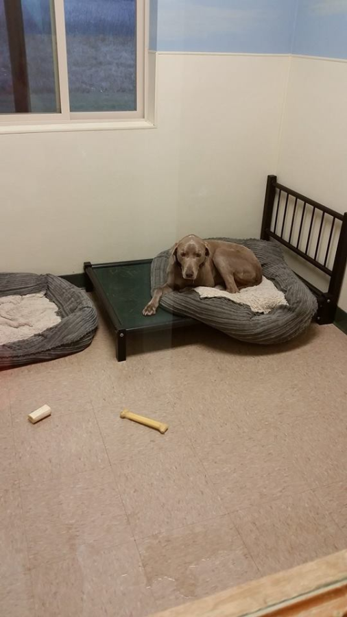 AnySize Dog Boarding Kennels in Fredonia Ozaukee County Dog Boarding