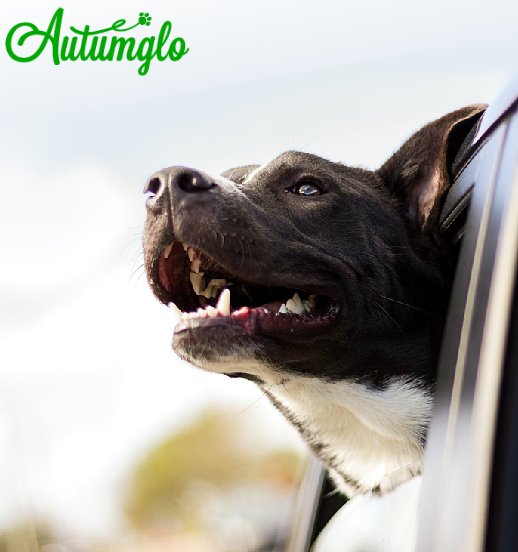 1 Dog Boarding & Grooming in Grafton, Wisconsin Ditch Dog Kennels