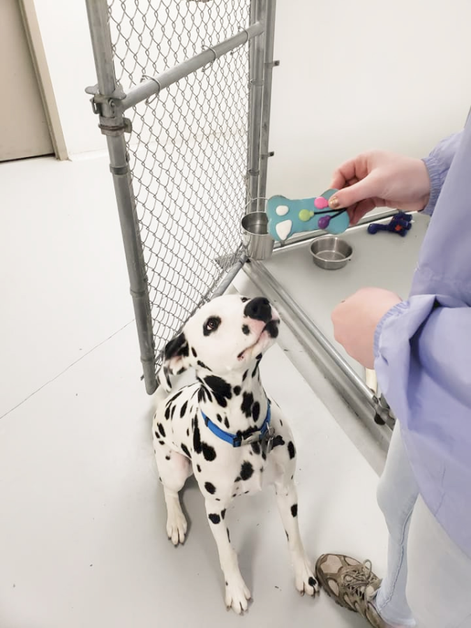 The Best Dog Boarding near Milwaukee Cat Boarding Pet Boarding