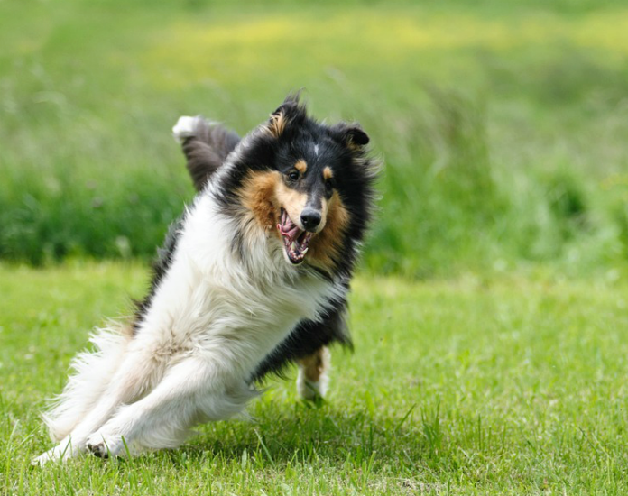 Menomonee Falls Dog Grooming Boarding