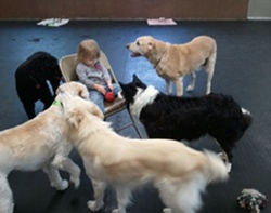 West Bend Doggy Day Care Pups Enjoying one of our Little Visitors Pet Day Care West Bend WI