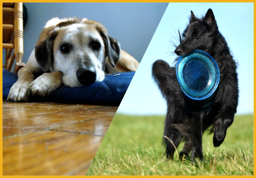 The Best Dog Boarding near Milwaukee Cat Boarding Pet Boarding