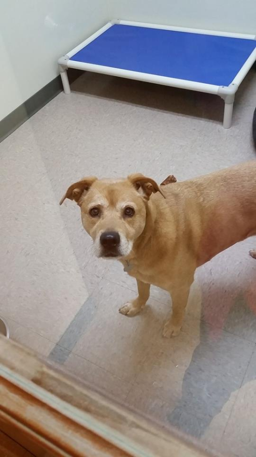 AnySize Dog Boarding Kennels in Fredonia Ozaukee County Dog Boarding