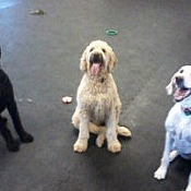 Doggy Day Care Grafton Kenneling