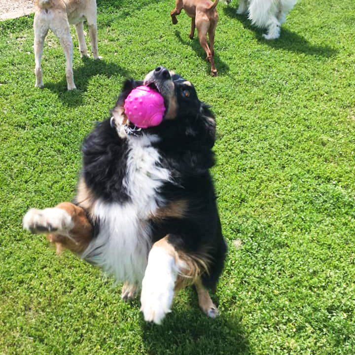 Dog Boarding Ozaukee County, WI