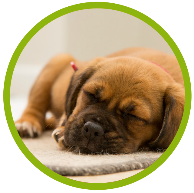 dog sleeping