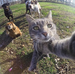 Dogs & Cats Playing Together