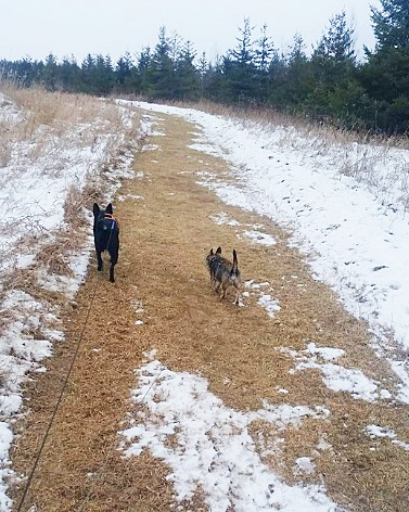 Dog Boarding Near Sheboygan