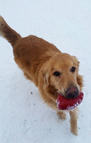 Saukville Retriever Wins with Autumglo