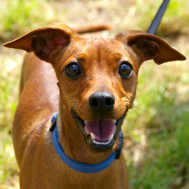 Doggy Daycare Hartford WI