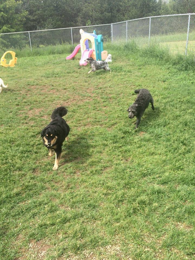 Doggy day care in Saukville WI