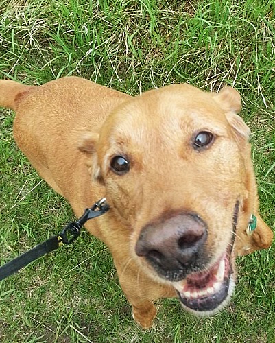 Pet Boarding Near Sheboygan Falls