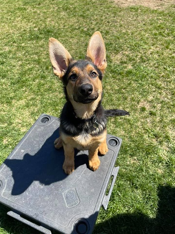 Puppy trained through AKC S.T.A.R. puppy training in Fredonia