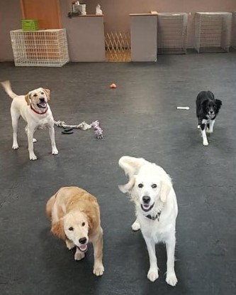 Doggy Daycare Milwaukee County, WI