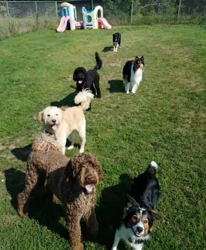 Doggy Daycare Washington County, WI