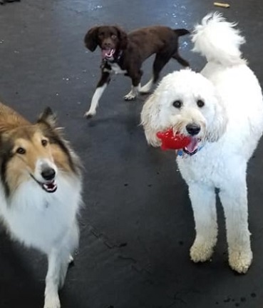 Doggy Daycare Waukesha County