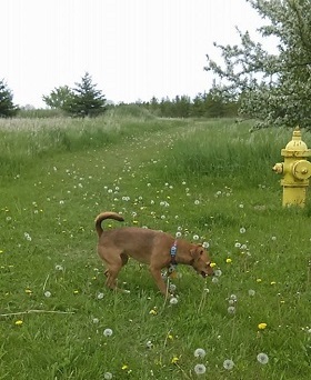 Dog Boarding Near West Bend