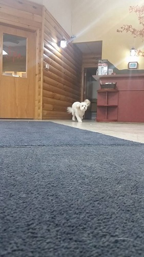 Dog Boarding Fredonia, WI