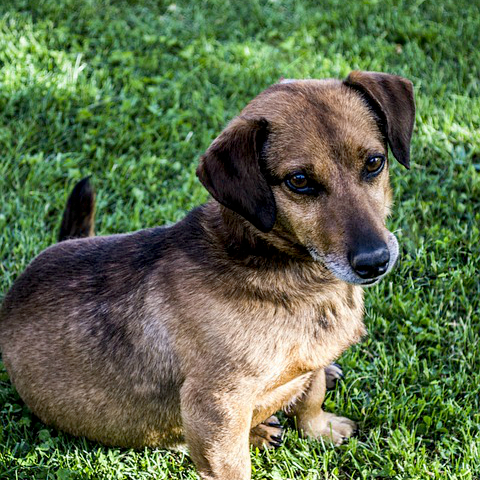 Dog Boarding Grooming Menomonee Falls, WI