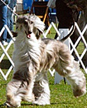 Pet Boarding Cedarburg Dog Kennels