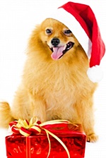 Pet Boarding Holiday Openings Washington County WI 2014