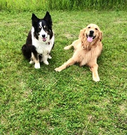 Dog Boarding Cascade, WI