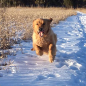 Cedar Grove, WI Dog Boarding