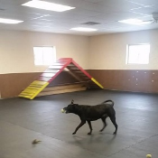 best pet boarding lodge for Kewaskum dogs