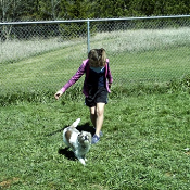 Dog Boarding Saukville Kennels