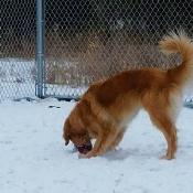 Dog Day Care Saukville, WI