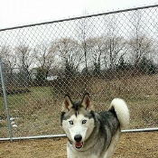 Holy Cross Dog Boarding Kennels