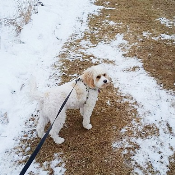 Pet Day Care Mequon WI