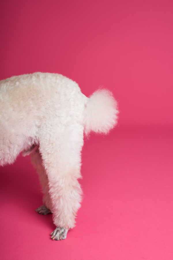 Poodle tail after grooming