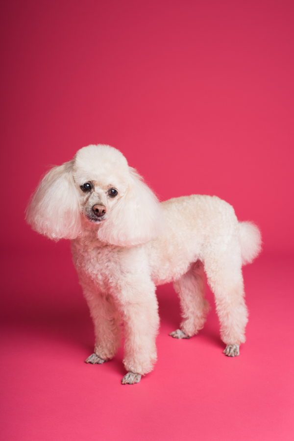 Poodle with fresh grooming from Fredonia dog groomer