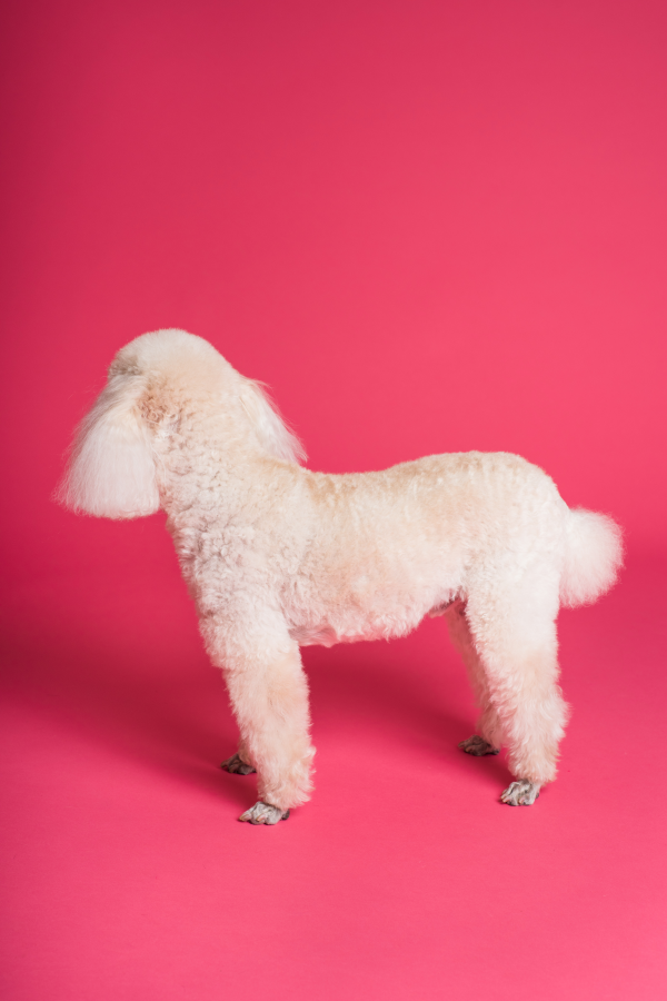 Poodle body after hair cut