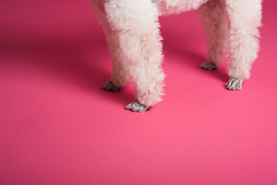 Poodle legs and feet after pet grooming