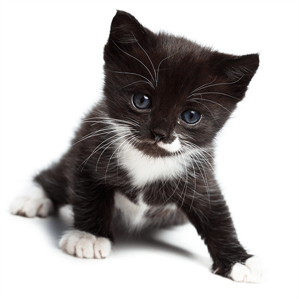 Cat online boarding prices