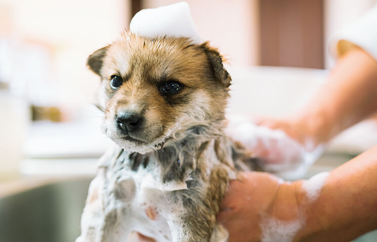 Local discount dog groomers