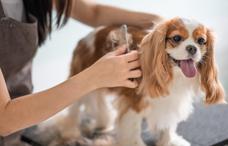 Fredonia Dog Groomers